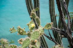 Monumento_Habri_Caracasbaai_20120527_027